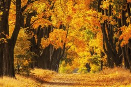 Kalendarz trójdzielny 2026 Las Michalczyk i Prokop T-105T-03