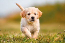 Kalendarz trójdzielny 2026 Psy Michalczyk i Prokop T-105T-09