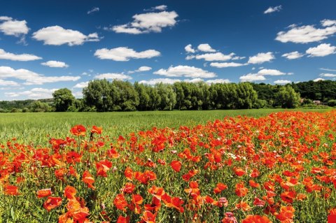 Kalendarz trójdzielny 2026 Maki Michalczyk i Prokop T-105T-01